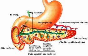 Bệnh Tụy Là Gì